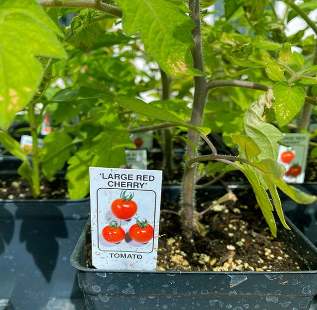 Large Red Cherry Tomatoes