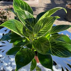 Philodendron Birkin Care