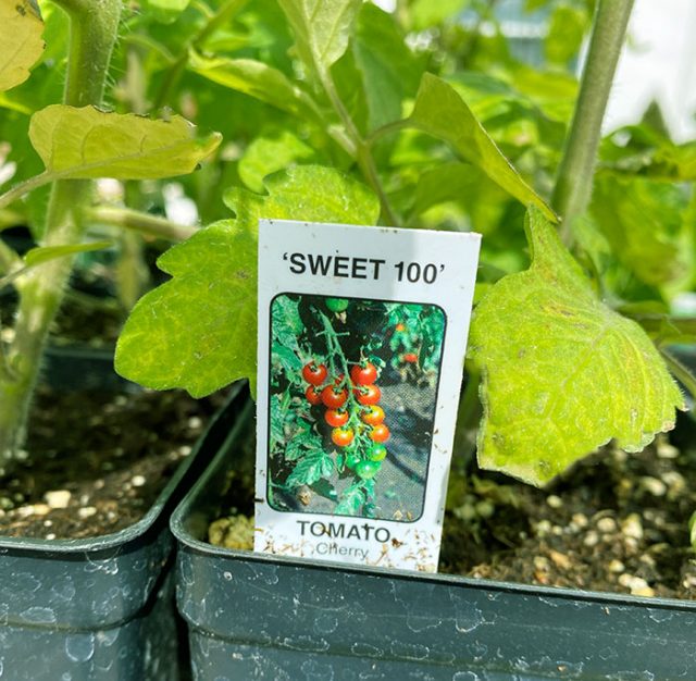 Best way to grow cherry tomatoes