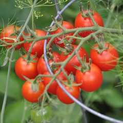 tomatoes-on-tomato-cage