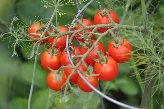 Best Way to Grow Cherry Tomatoes