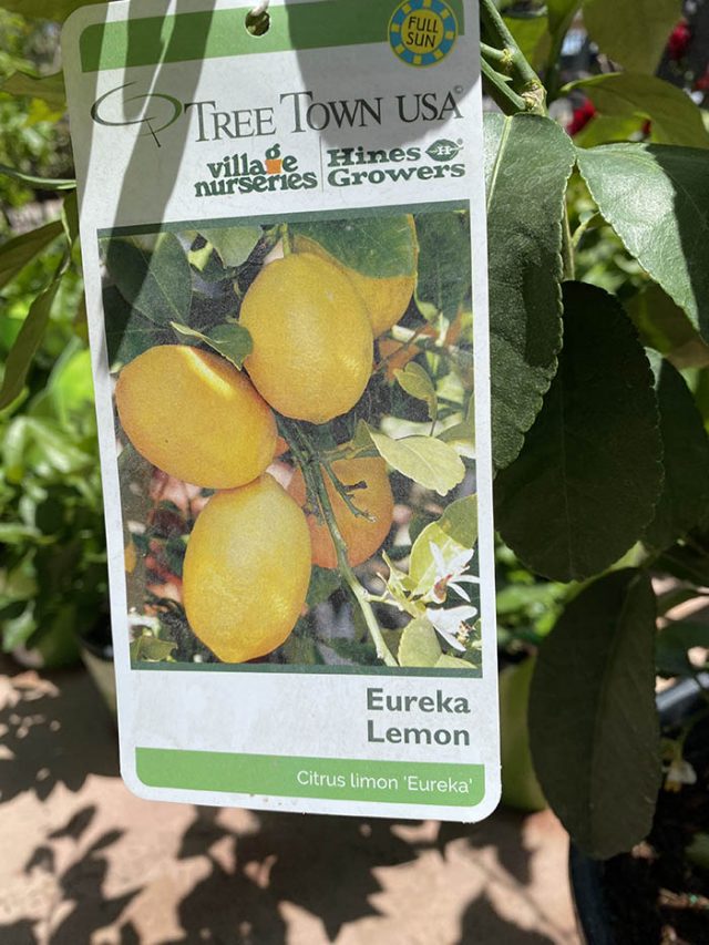 Eureka Lemon at Guzman's Greenhouse