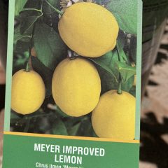 Meyer Improved lemon