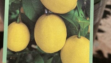 Meyer Improved lemon