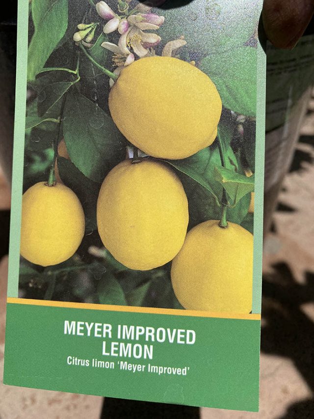 Meyer Improved lemon