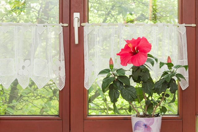 Indoor Hibiscus