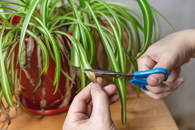 Spider plant with brown tips