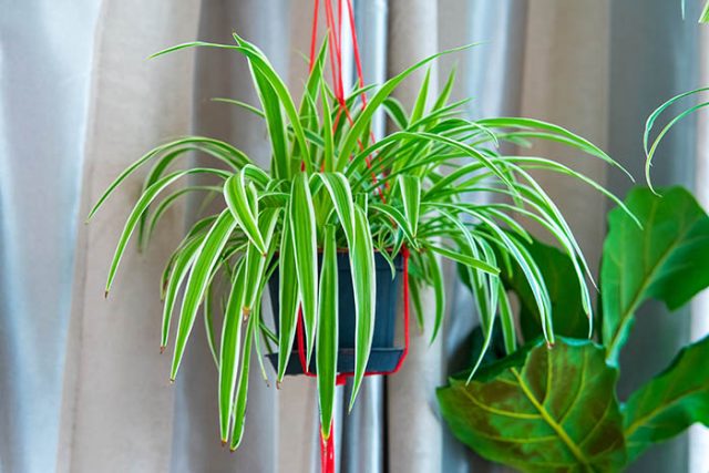 Spider Plant in Hanging Basket