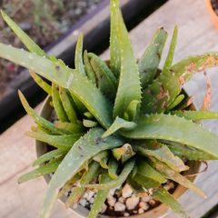 What are the Most Common Aloe Vera Plant Problems and How to Fix Them