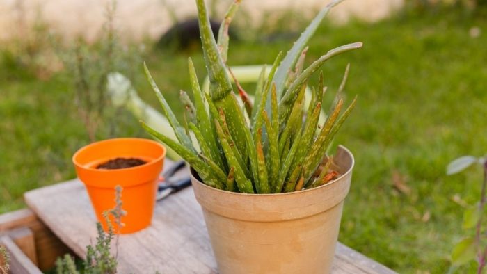 aloe vera turns gray