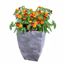 indoor red lantana