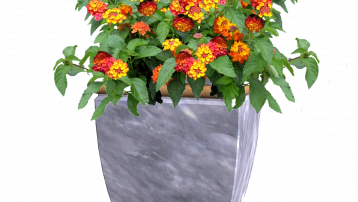 indoor red lantana