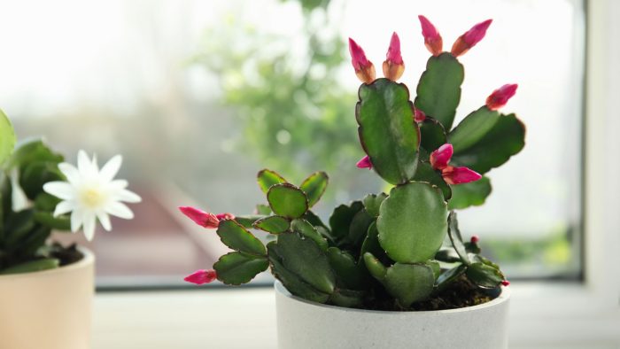 Christmas cactus care