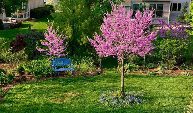 Eastern Redbud Tree