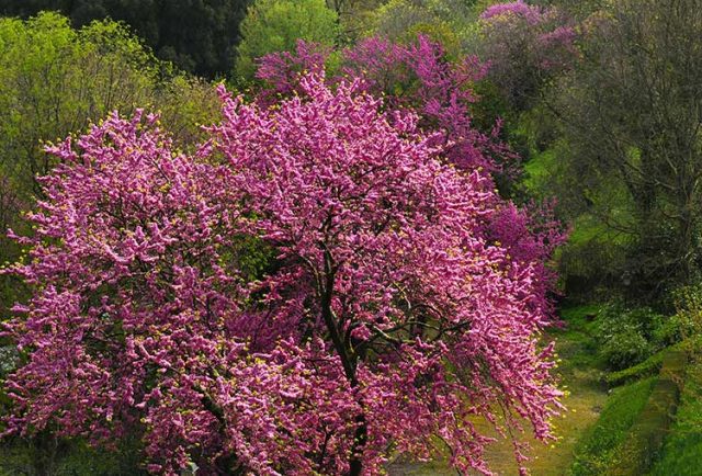 Mexican Redbud Tree