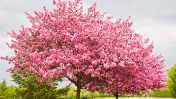 Redbud Trees Southwest Landscaping