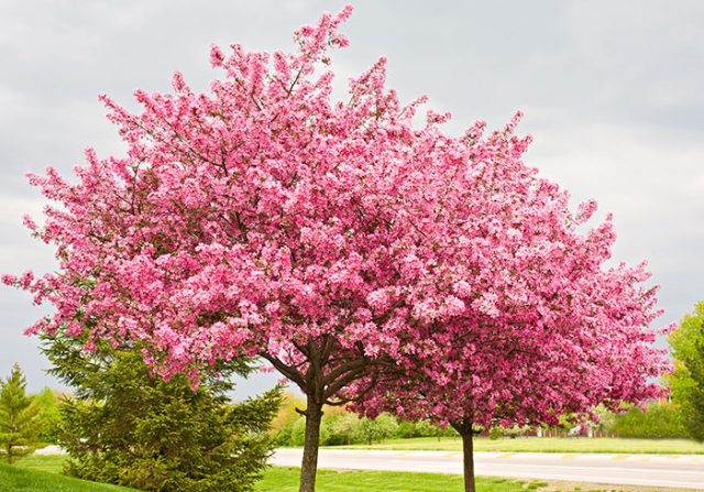 Redbud Trees Southwest Landscaping