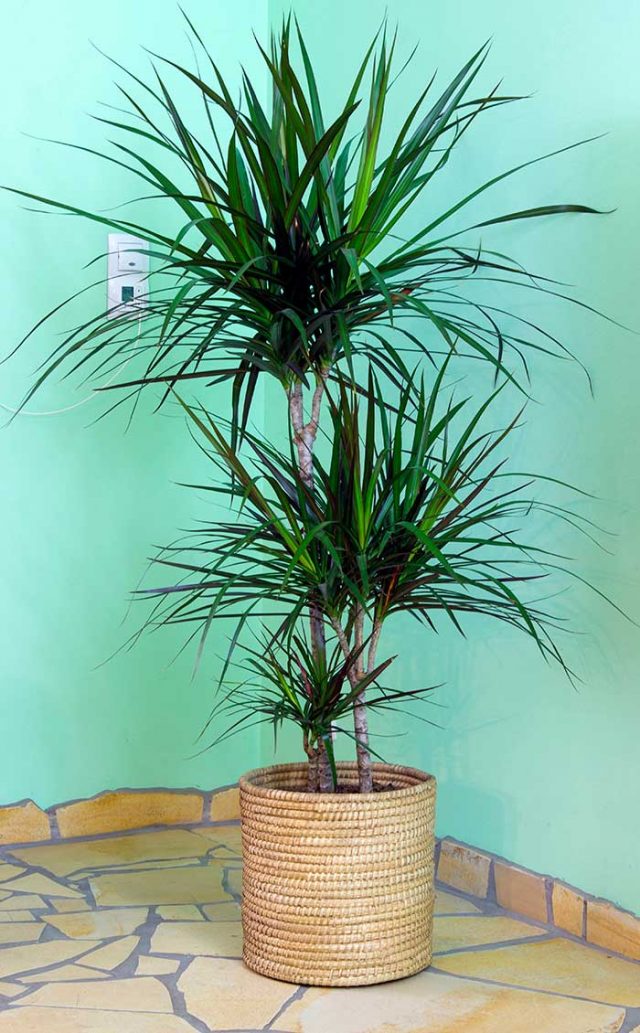 How to care for Dracaena Marginata