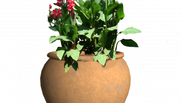 Canna lily in pot