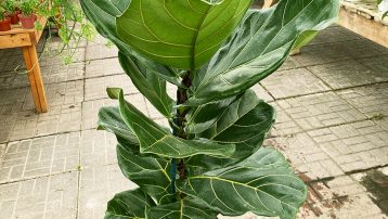 FIddle FIg Plant