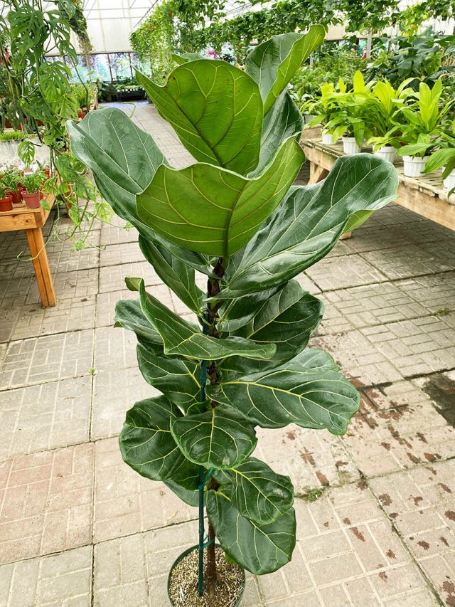 Grow Fiddle Fig Indoors