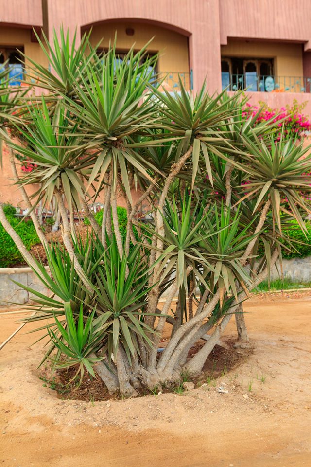 Large Dracaena Marginata