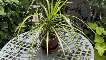 Dracaena Marginata