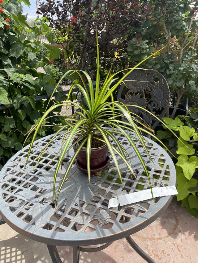 Lime Green Dracaena on outdoor Table