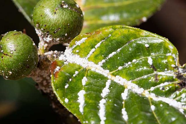 Infestation of mealybugs on Fruiting Fig tree