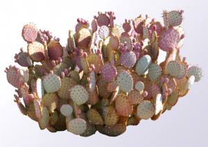 Optuntia Cactus