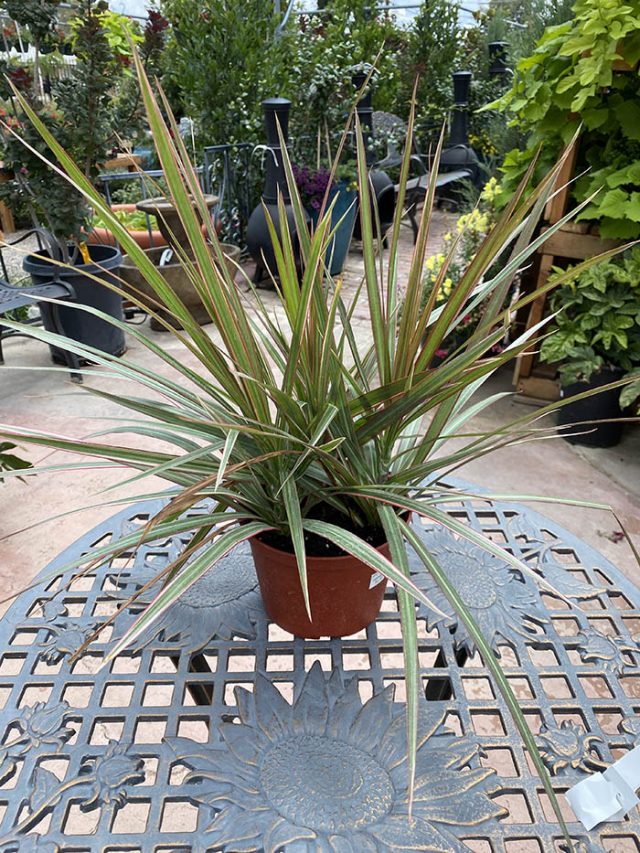 How to care for Dracaena Marginata