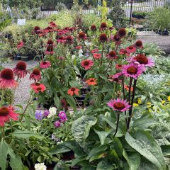 Echinacea plant care