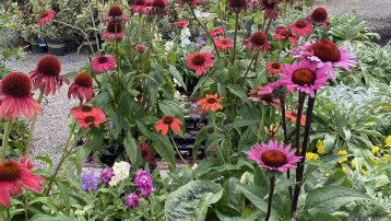 Echinacea plant care