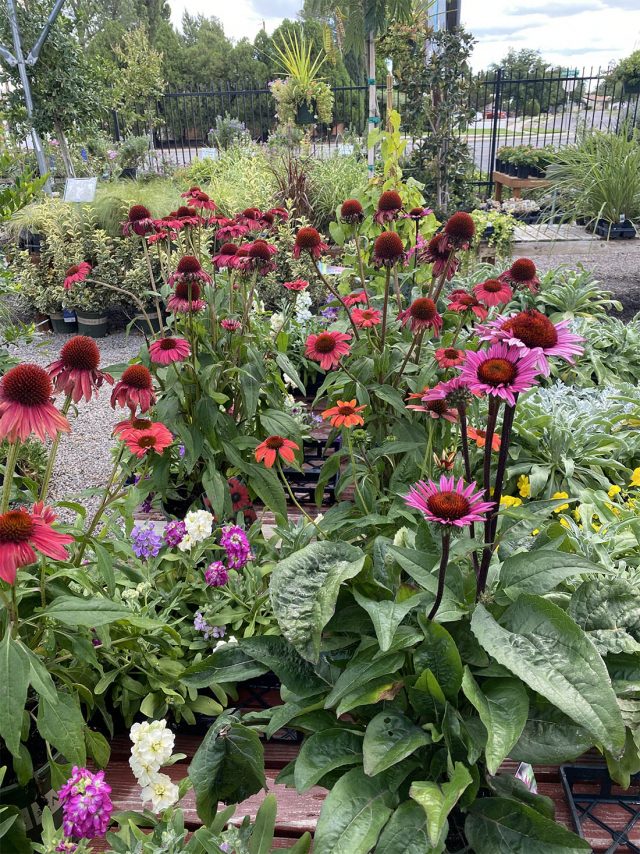 Echinacea plant Care