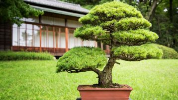 juniper bonsai