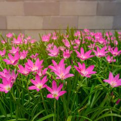 The rain lily plant