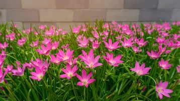 The rain lily plant