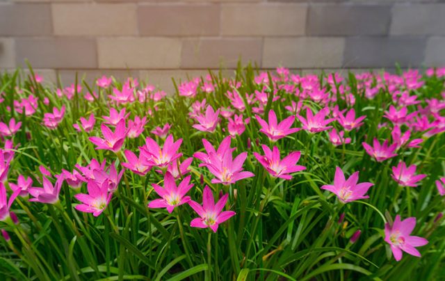 The rain lily plant