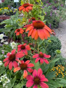 Best plants for Hot Dry Climates