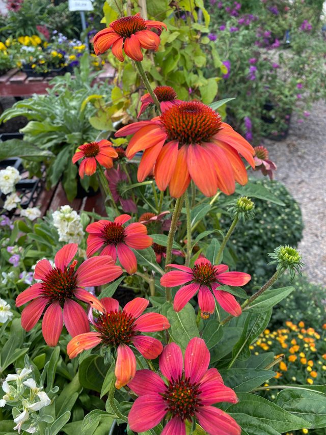 Echinacea plant Care