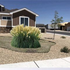 Pampas grass for landscaping