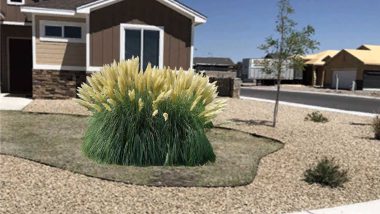 Pampas grass for landscaping