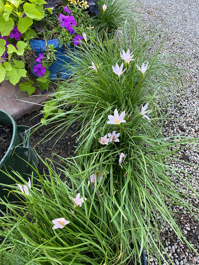 The rain lily plant