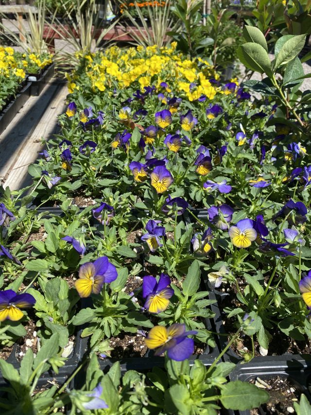 Planting Violas in Masse