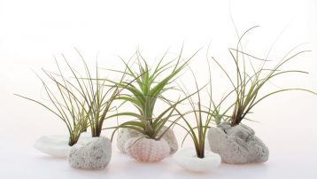 pumice for plants