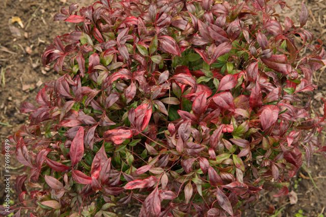 The Nandina Plant