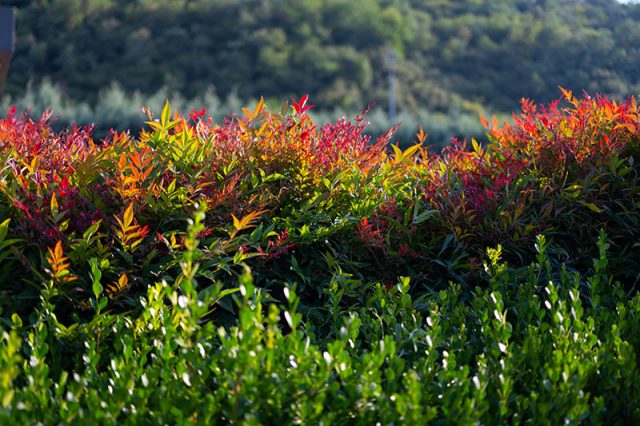 Heavenly Bamboo Plants