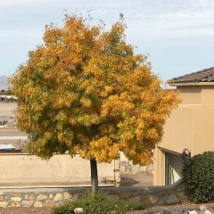 Caring for Ash Trees