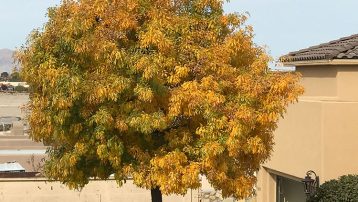 Caring for Ash Trees