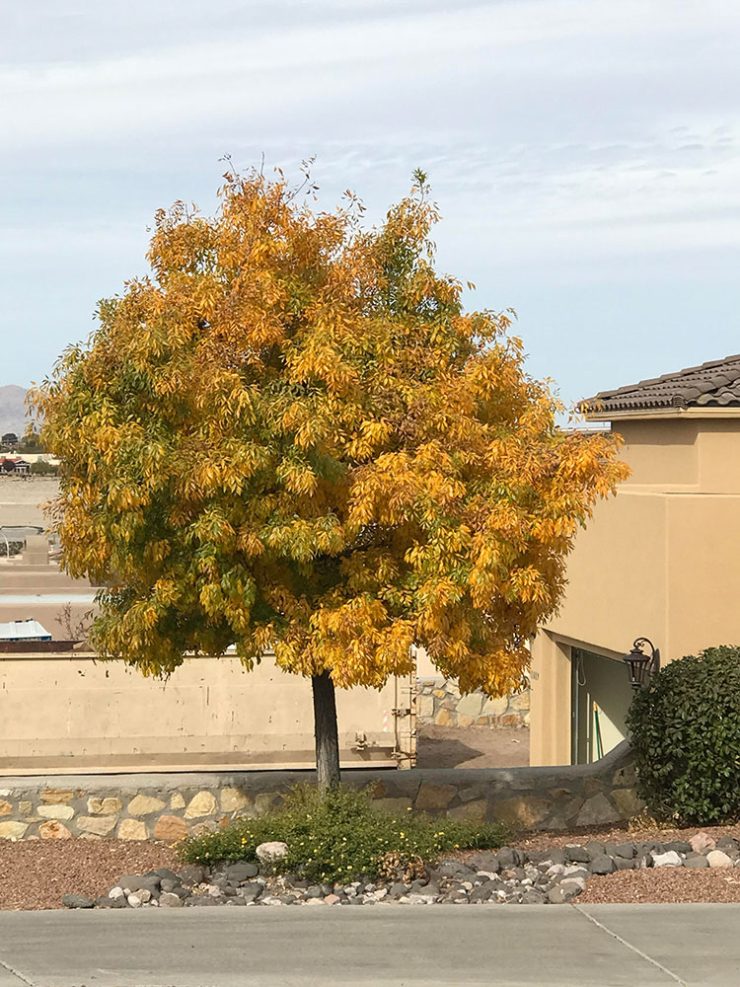 Caring for Ash Trees